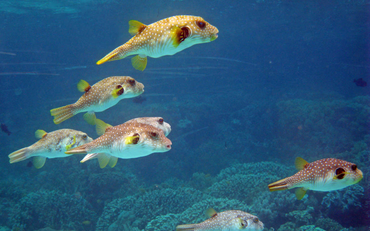 Schooling puffer fish and clear blue waters
