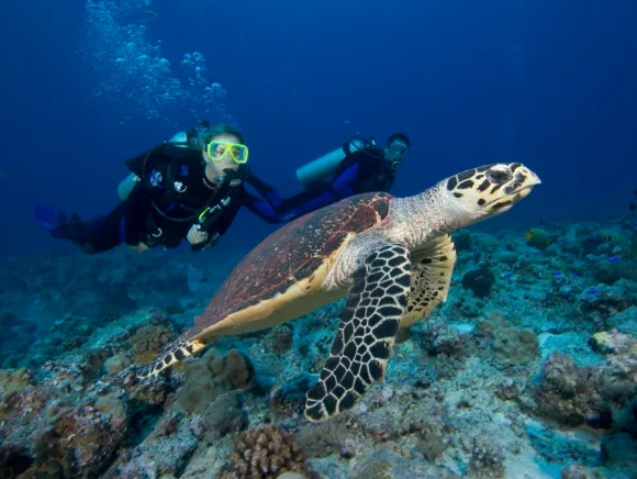 underwater photo of a sea turtle and two divers swimming in the background