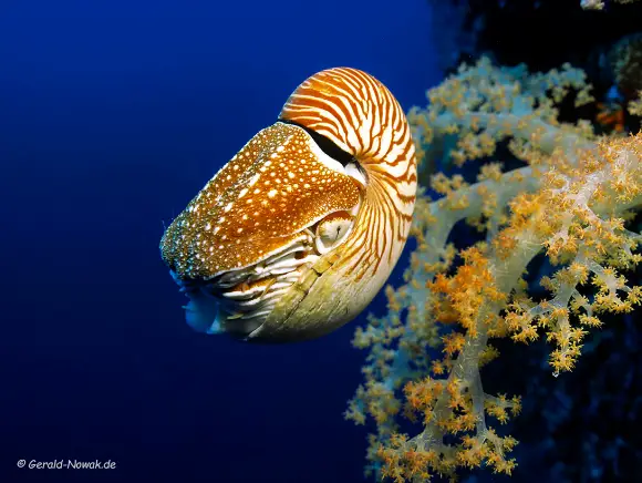 Nautilus in front of a yellow soft coral by Gerald Novak in Palau