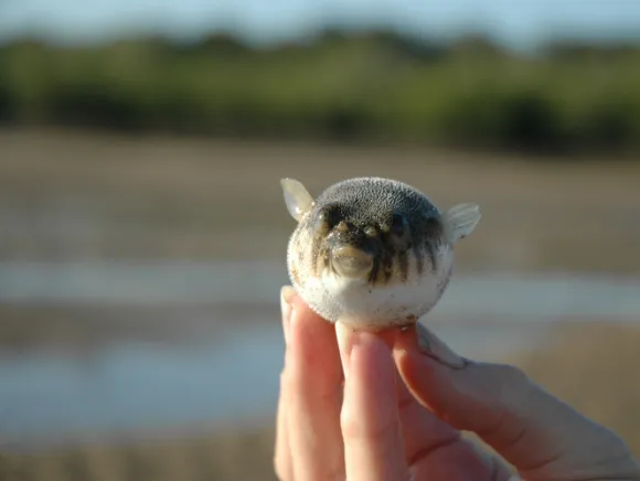 photo of a small pufferfish puffed up out of the water, held by a hand