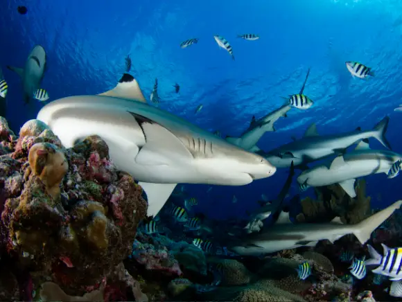 underwater photo of a black tip reef shark coming into the frame from the left, close-up another group of 5 sharks in the background