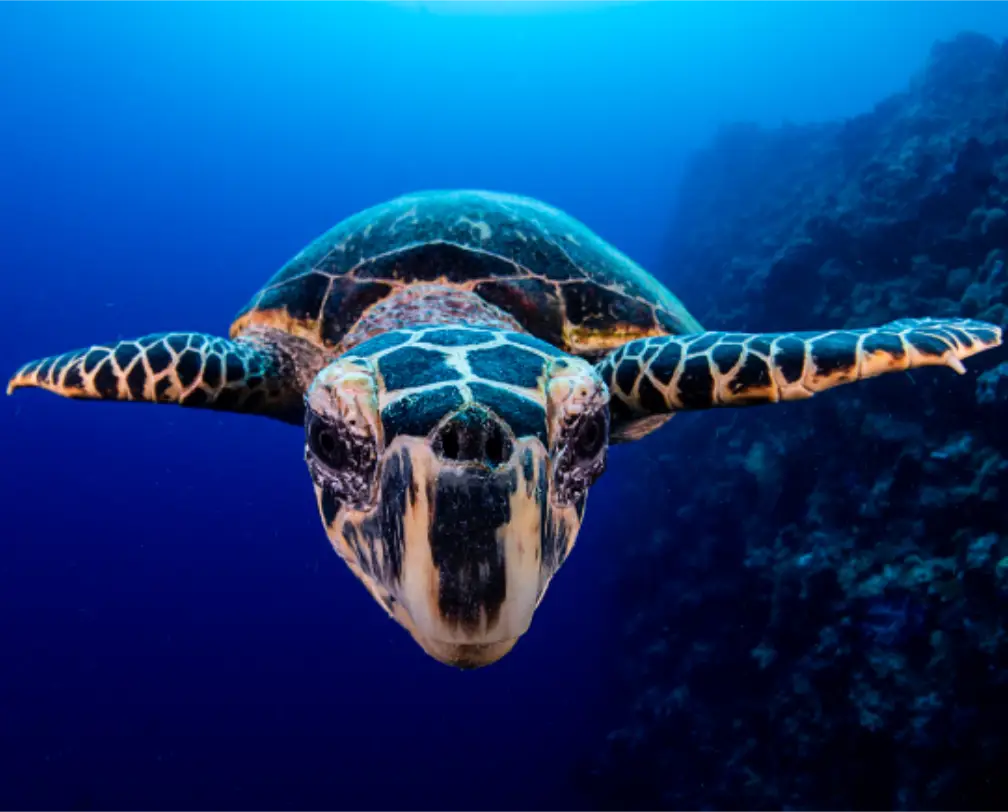 underwater photo of a sea turtle approaching the camera straight ahead