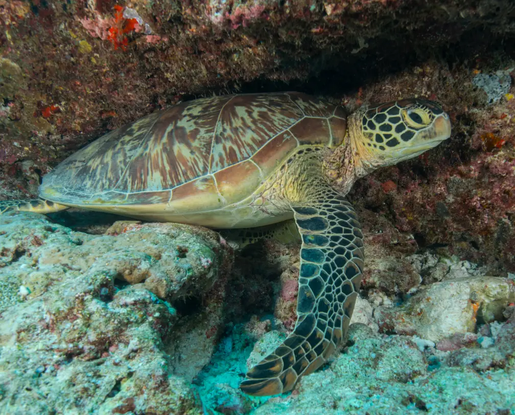underwater photo of a green sea turtle - side view under an overhang in Palau