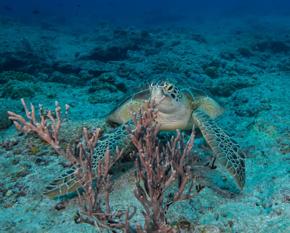 underwater photo of a green sea turtle sitting on the reef behind a soft coral in Palau