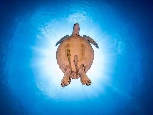 Underwater Photo of a sea turtle from underneath against the sun and blue water, the turtle blocks the sun and rays bursting around the turtle