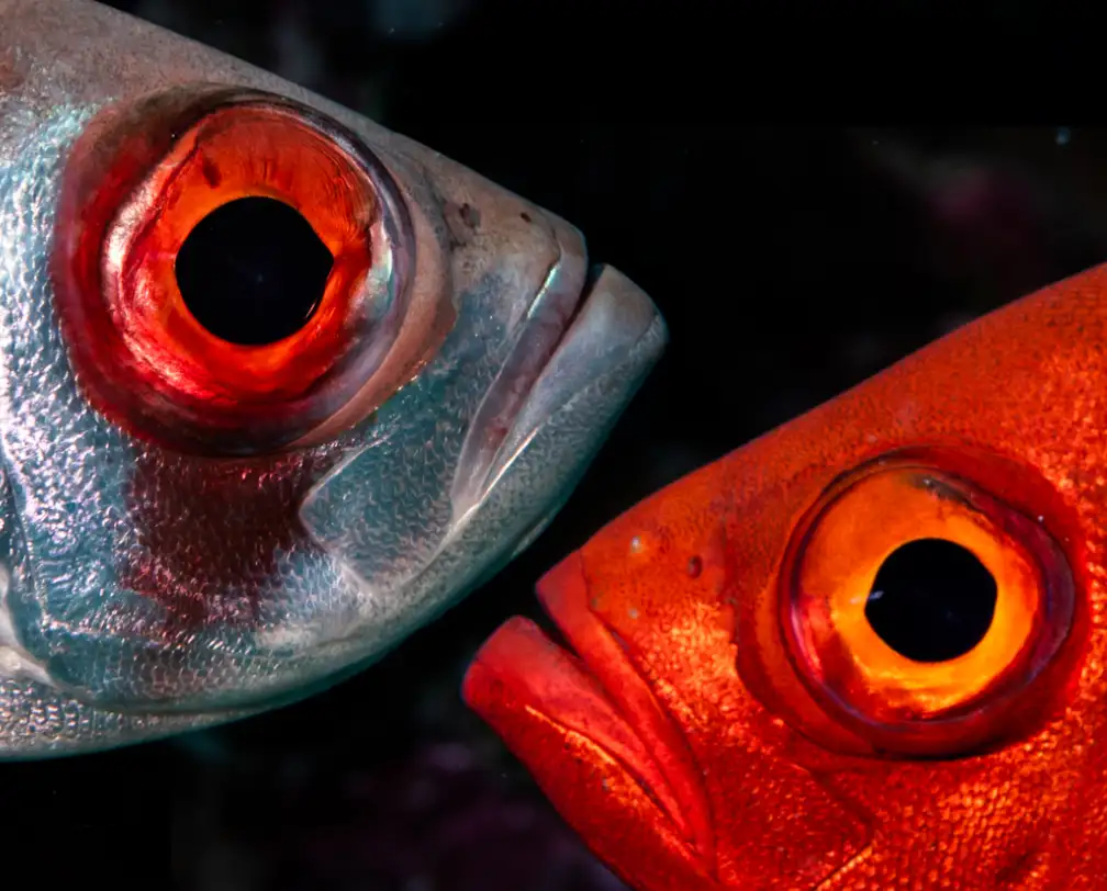 2 big-eye groupers one red, the other silverfish red are facing each other