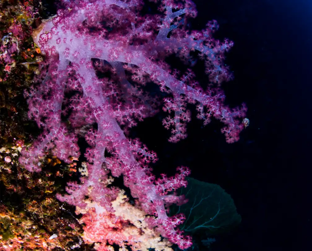 purple soft coral underwater in Palau
