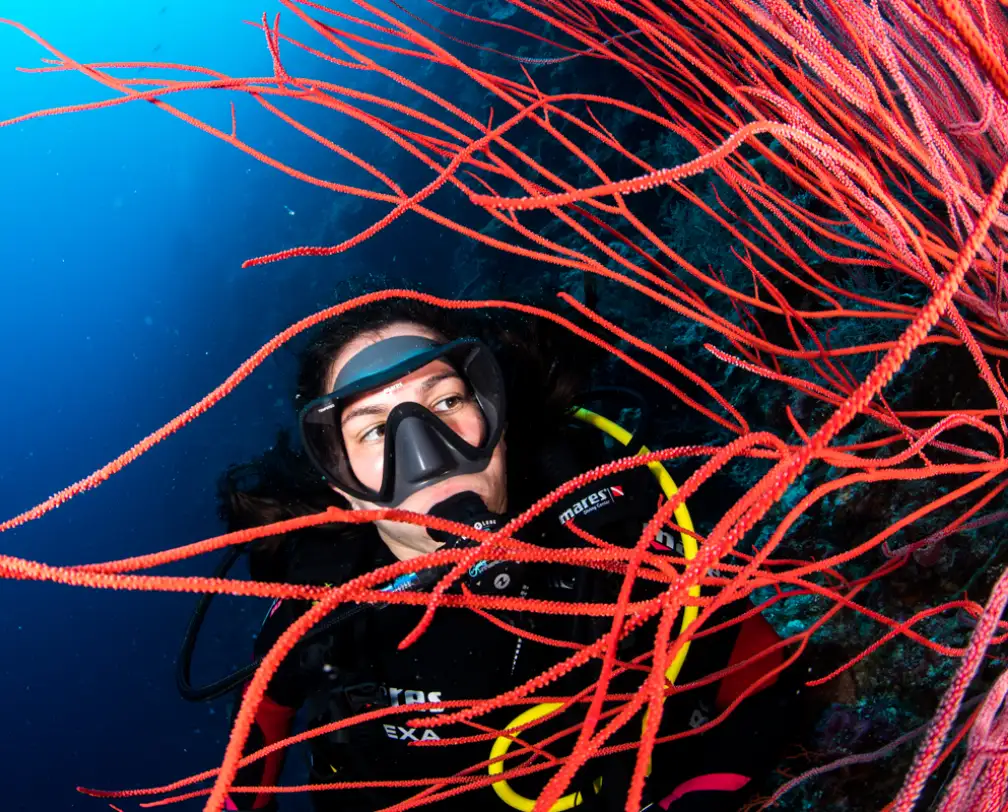 scuba diver with black hood and mask behind a red soft coral in Palau