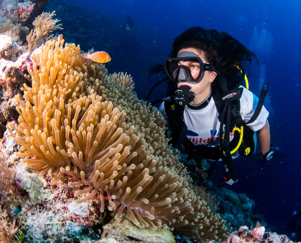 underwater photo of a female scuba diver hovering on a wall in Palau watching clown fish and anemone at the wall