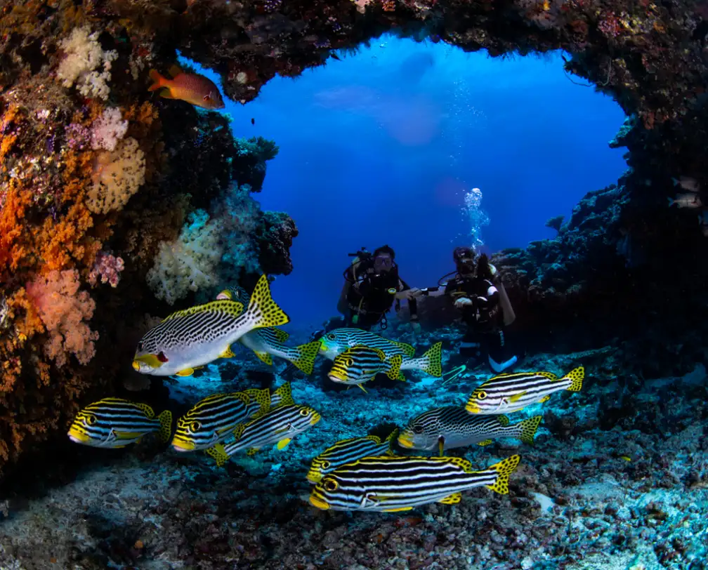 a group of lip fish in the foreground and two divers in the entrance of the cave where the lip fish are in the background