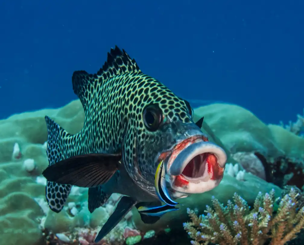 underwater photo of a sweet lip fish with open mouth and a cleaner fish in the mouth cleaning, facing the camera