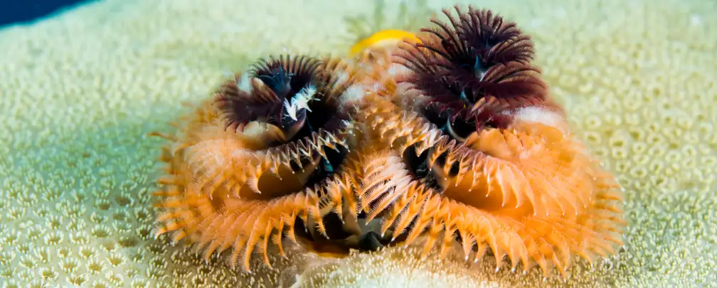 underwater photo of 2 Christmas tree worms on a coral, both yellow