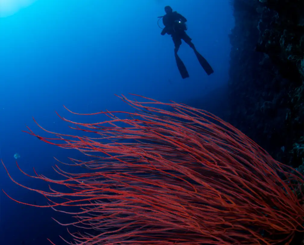 underwater photo of a driver in front of a steep wall in Palau with a red whip coral in front