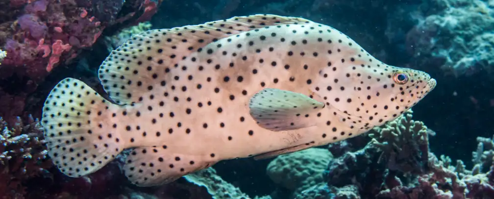 underwater photo of a dotted fish in profile