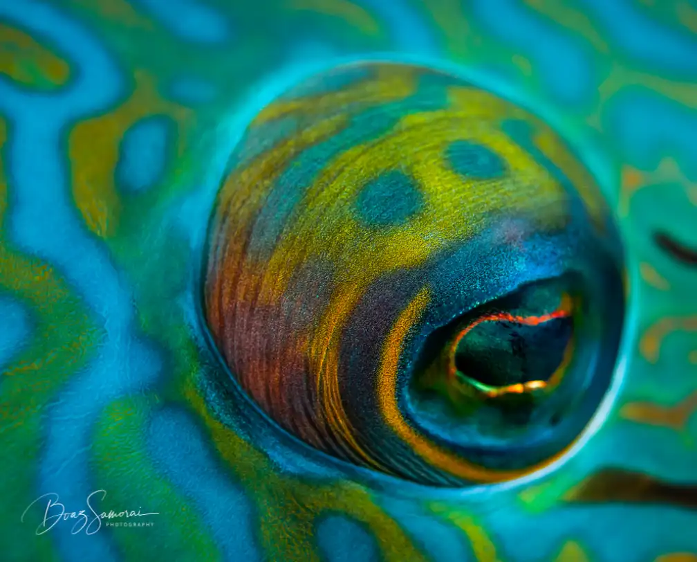 close-up underwater photo of the eye of a Napoleon fish with yellow, turquoise and green patches and stripes