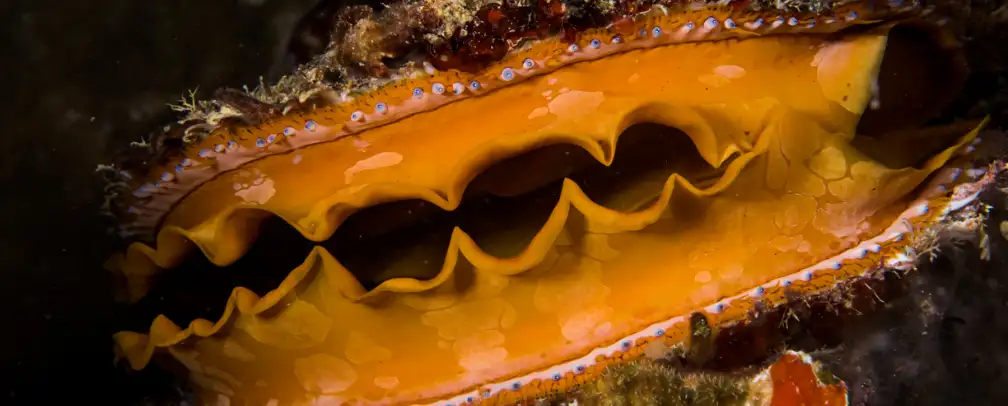 underwater photo of an open mussel with yellow edges filtering water in Palau