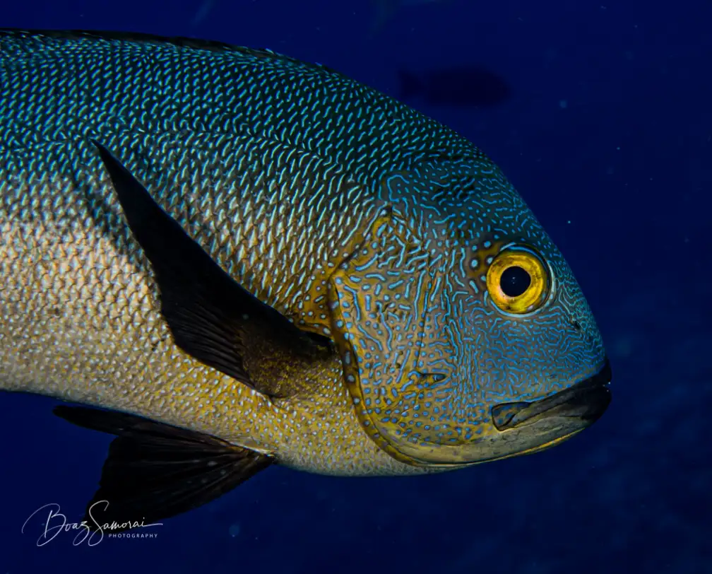 underwater photo of a large fish close-up in Palau