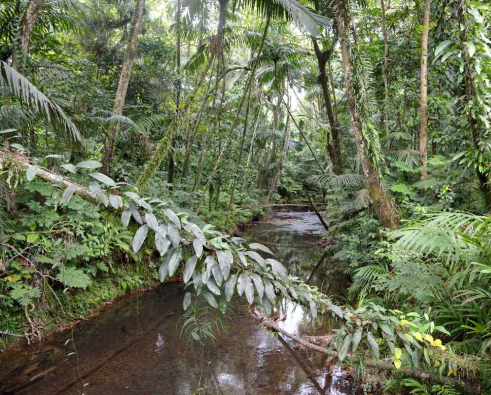 River cutting through the lush rainforest in Palau
