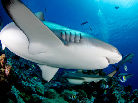 underwater photo. Close-up of a gray reef shark coming from the left into the frame. Shark is swimming a curve to avoid hitting the camera.