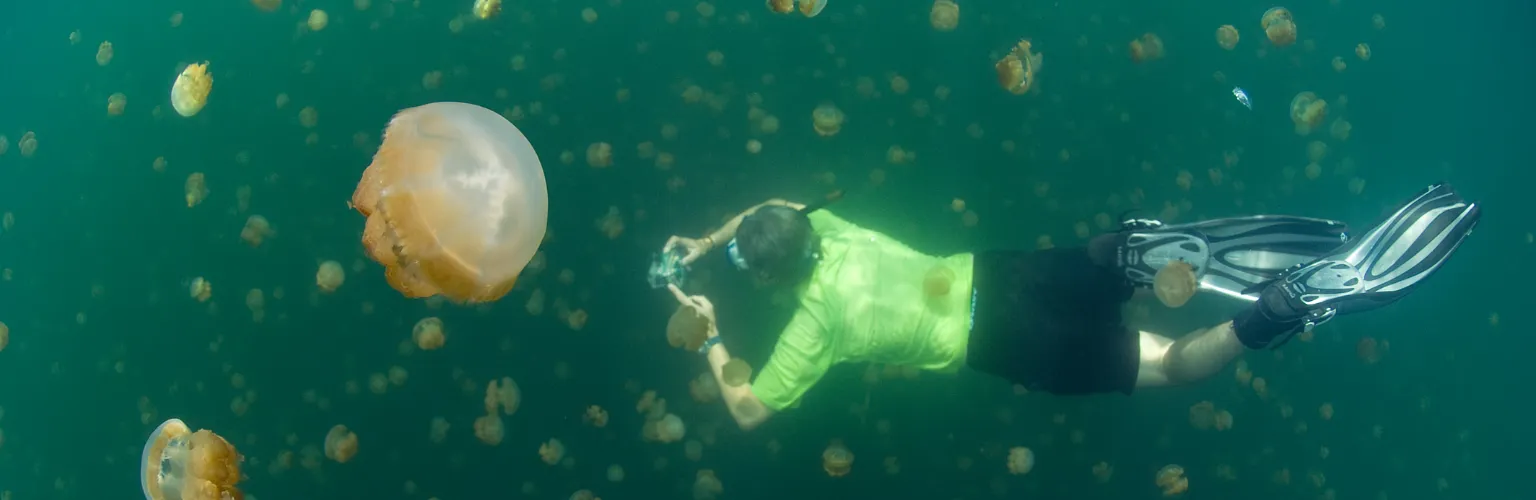 underwater photo of a man with a camera free diving between hundreds of jellyfish at the Jellyfish Lake in Palau