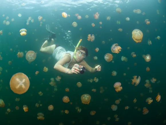 underwater photo of a woman with a camera free diving between hundreds of jellyfish at the Jellyfish Lake in Palau