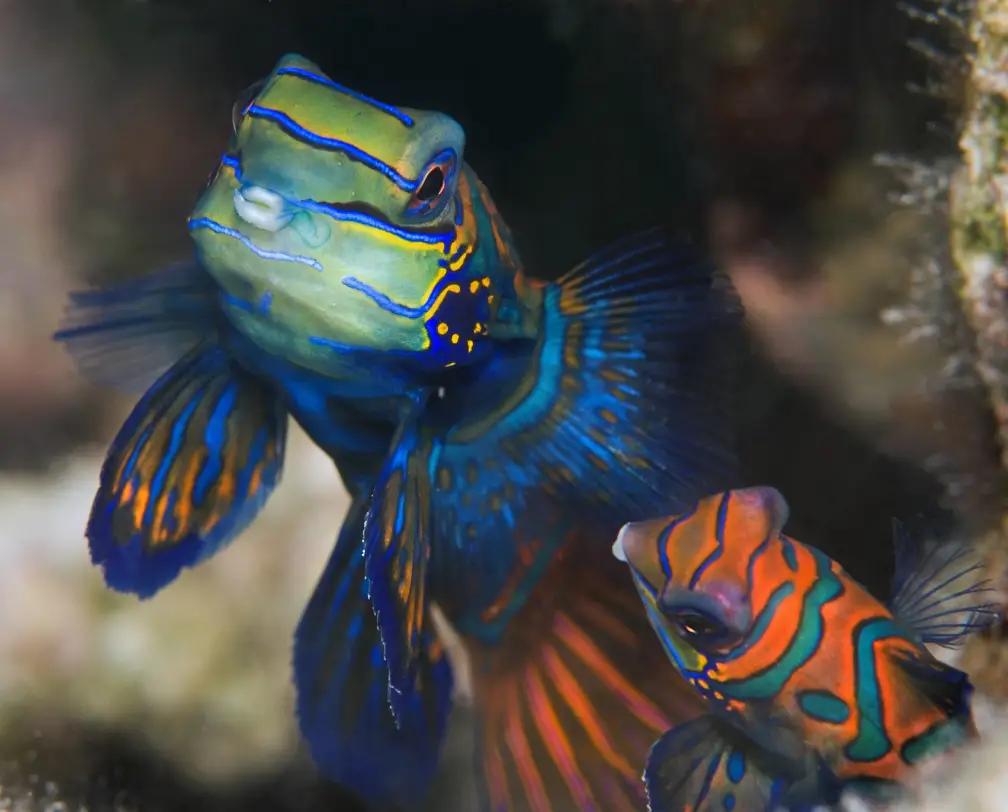 underwater photo of 2 mandarin fish at night in Palau