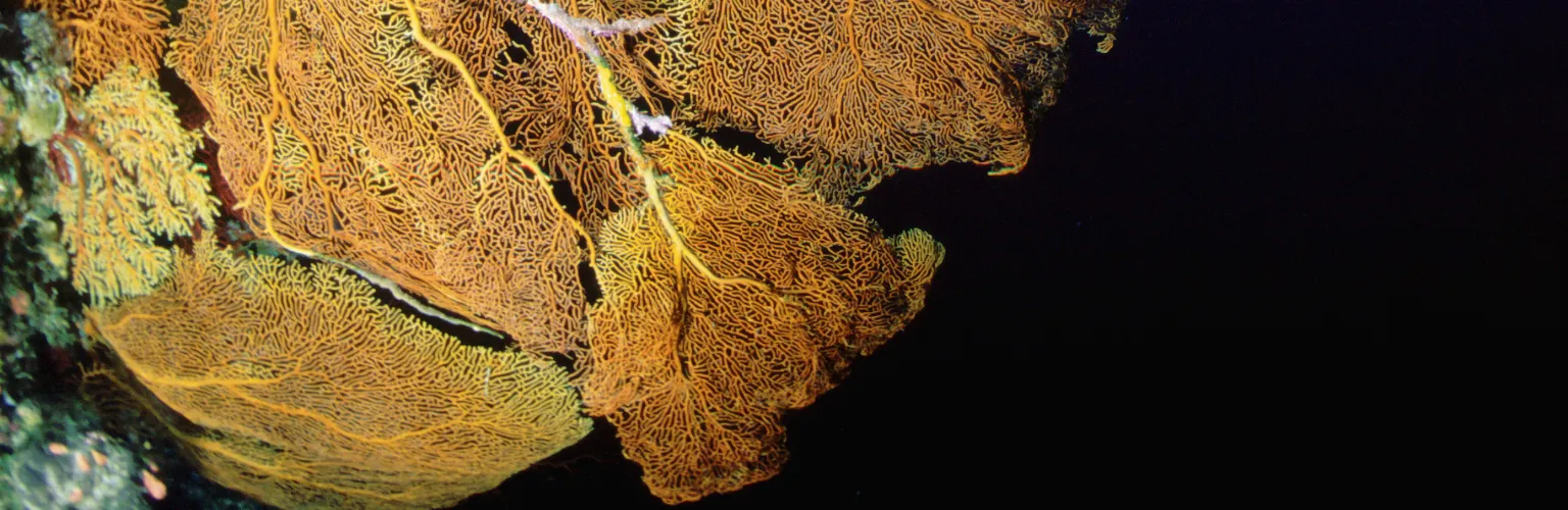 underwater photo of a yellow fan coral in Palau