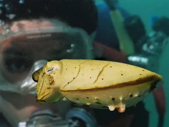 underwater photo of a small yellow cuttle fish and a diver's face in the background