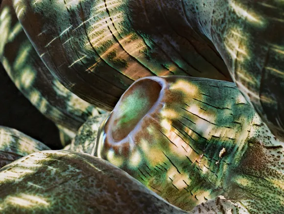 underwater photo of the inside of a giant clam - close-up photo