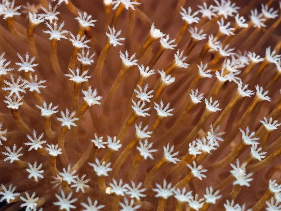 underwater photo of a soft coral close-up