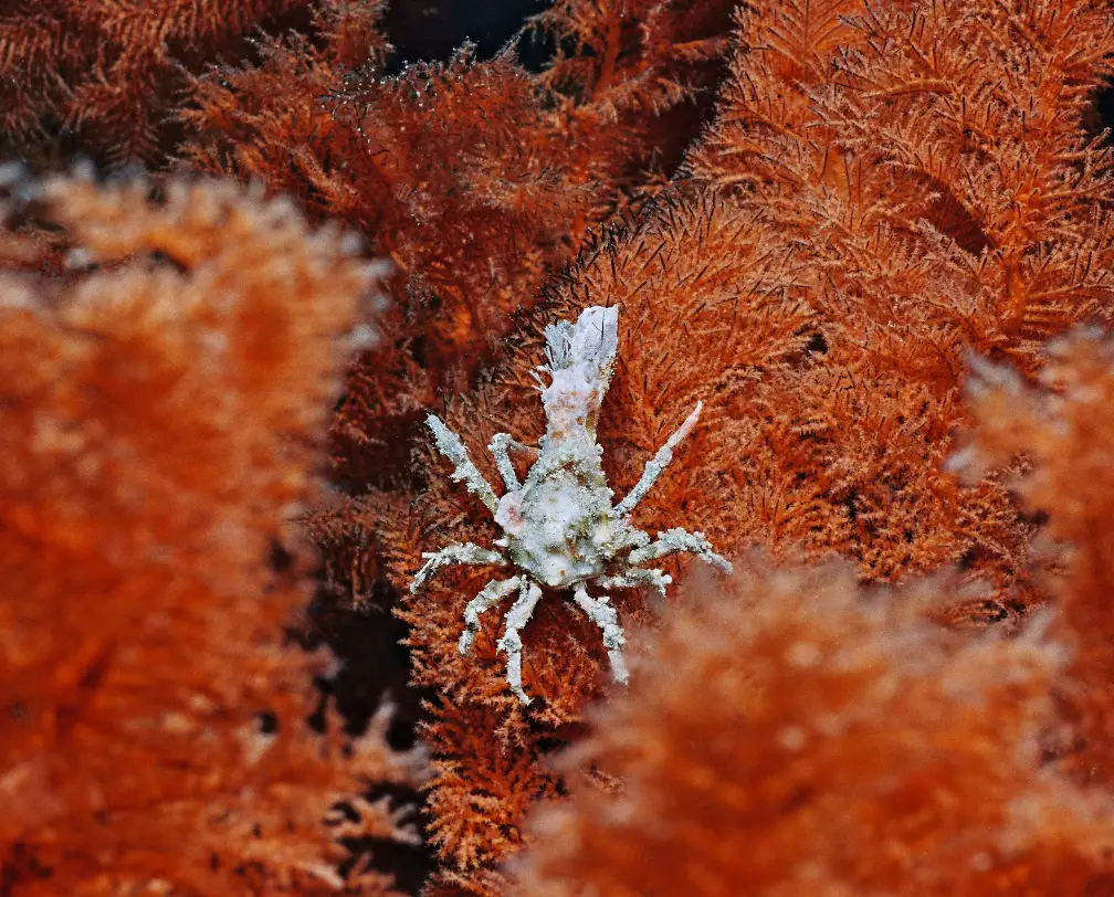 underwater macro photo of a small crab inside a red soft coral