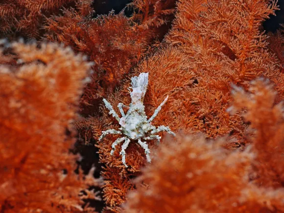 underwater macro photo of a small crab inside a red soft coral