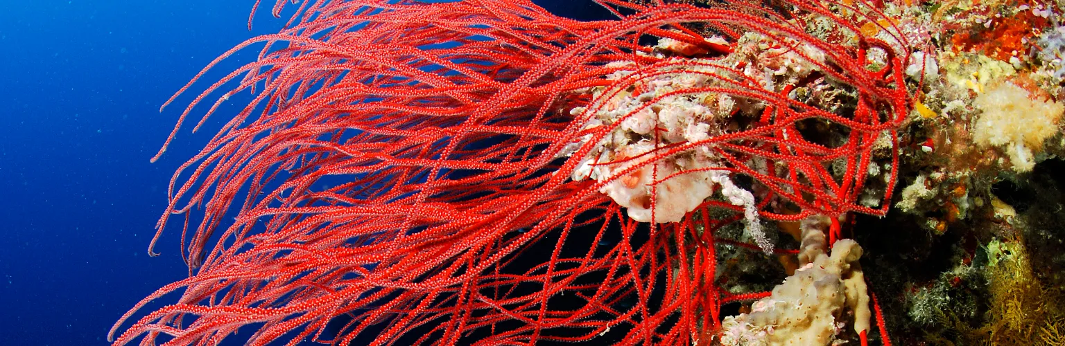 underwater photo of red soft coral in Palau