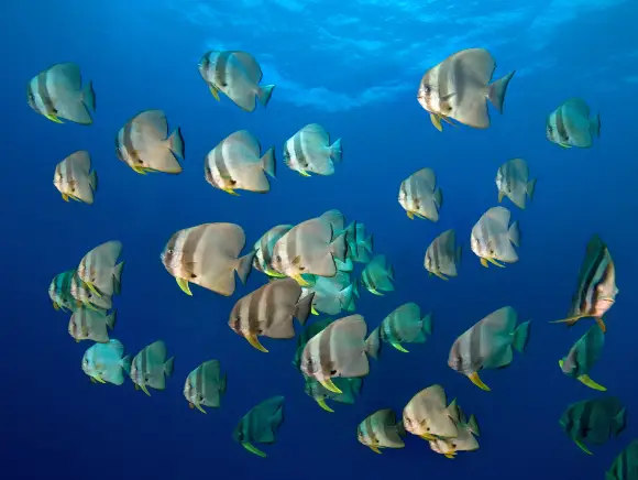 underwater photo of schooling batfish in blue water