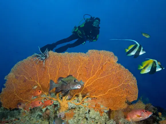 underwater photo of a scuba diver behind a Yellow Sea fan at New Drop-Off dive site in Palau