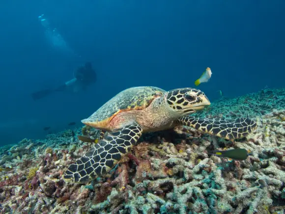 underwater photo of a hawksbill sea turtle sitting on hard corals and a diver in the background