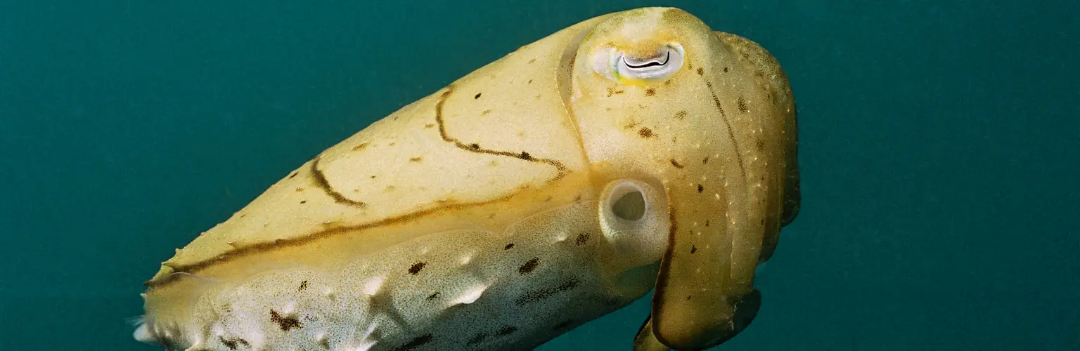 underwater photo of a cuttlefish in Palau