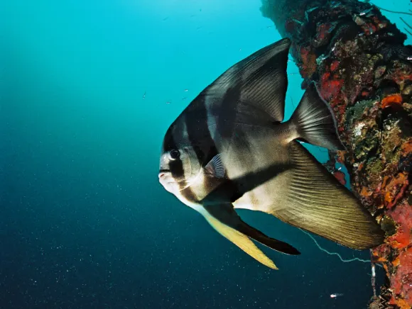 underwater photo of a batfish on a wreck in Palau