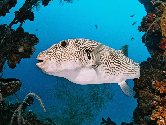 underwater photo of a giant puffer fish at the Teshio Maru wreck in Palau