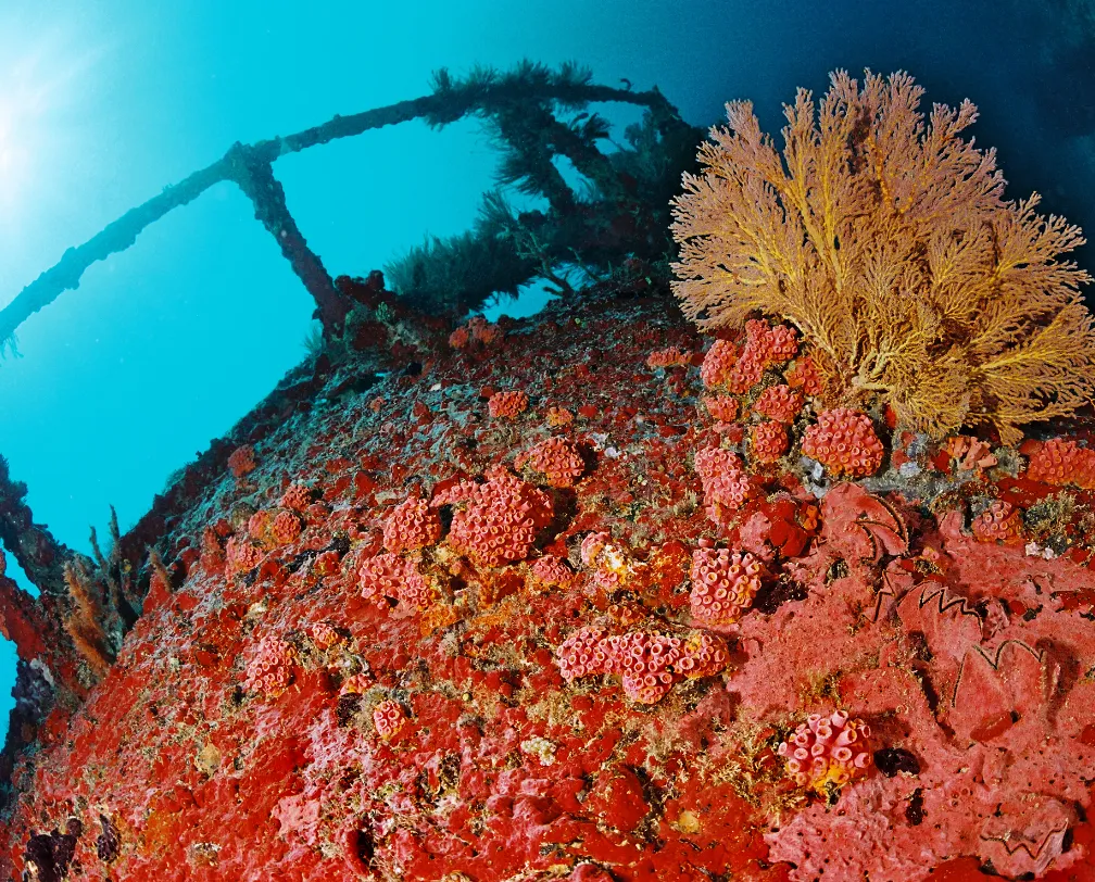 underwater photo of the bow of a ship wreck in Palau