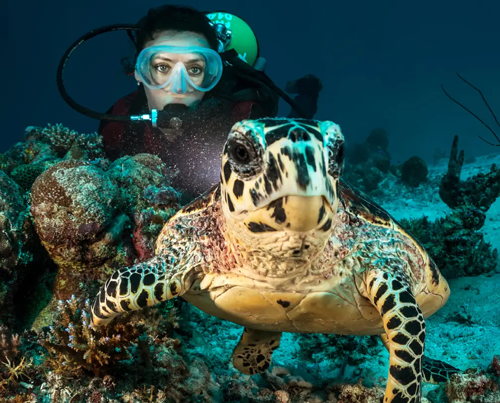 underwater photo of a sea turtle close to the camera, look into the camera, in the background a female diver looking as well into the camera in Palau