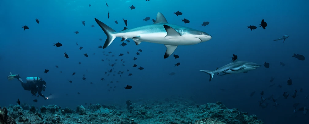 underwater photo of a diver at the left edge of the frame and two sharks in blue water in palau, one shark in the middle, the second in the background to the right