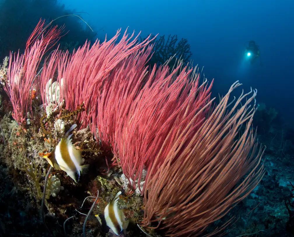 underwater photo of red corals with a diver in the background at Fairyland dive site in Palau