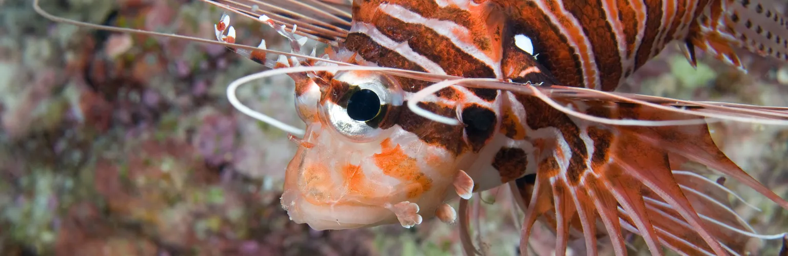 underwater photo of the face of a lion fish in its profile