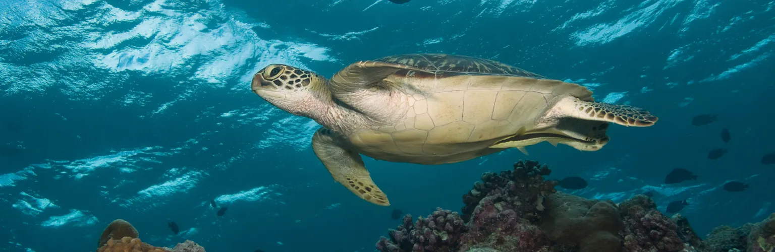 underwater photo of a hawksbill sea turtle from underneath swimming across the frame