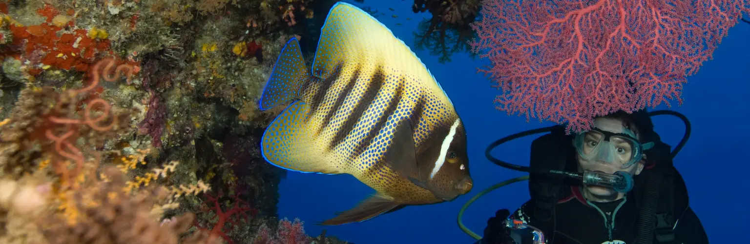 underwater photo of a scuba diver watching a yellow angle fish through a cave entrance