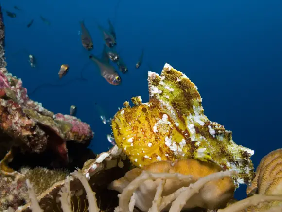 underwater photo of a yellow scorpion fish in Palau