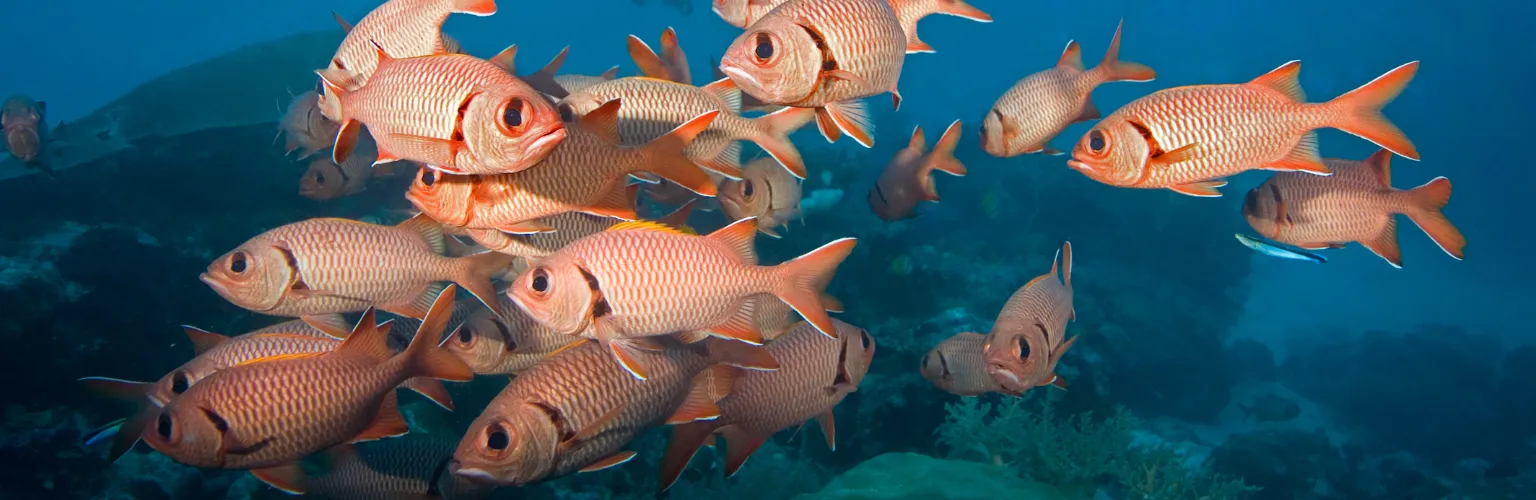 underwater photo of a a group of red big eye groupers in Palau