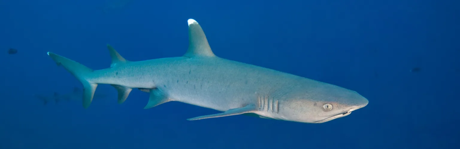 underwater photo of a white-tip reef shark in its profile, close-up