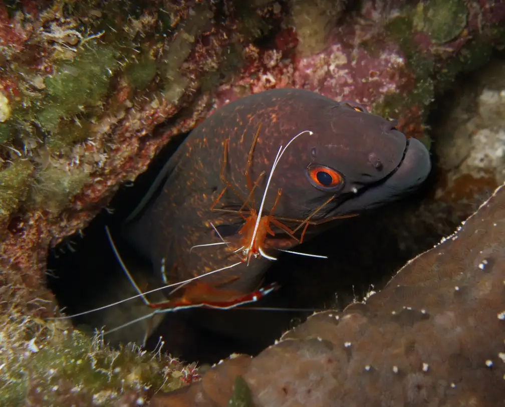 underwater photo of a more eel looking out of a hole in the reef getting cleaned by 2 cleaner shrimps